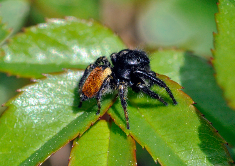 Lycosidae; Araneidae; Carrhotus xanthogramma